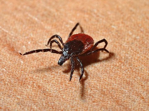 Tips to stay tick-free