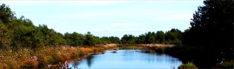 Burns Bog Conservation Society