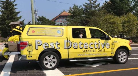 Pest Detective - Sunshine Coast