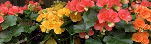 West Van Florist Home & Garden