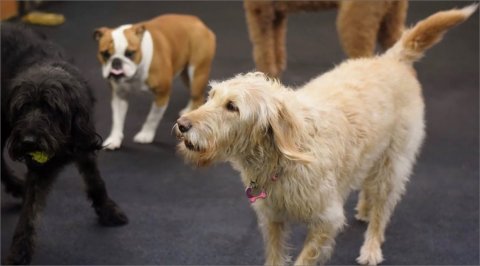 Zoomies, Dog Daycare and Training Centre