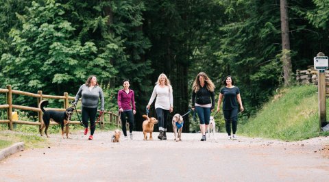 Quay canine best sale dog walking services