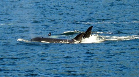 Porpoise Bay Charters