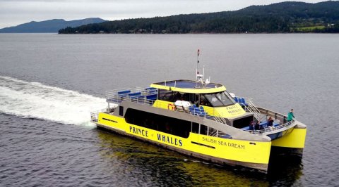 Prince of Whales Whale and Marine Wildlife Adventures