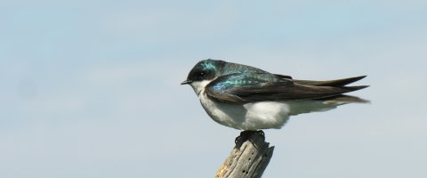 Reifel Bird Sanctuary