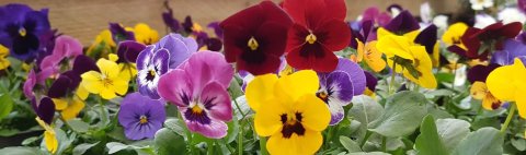 Springtime Garden Centre