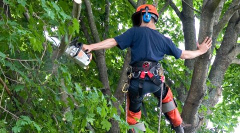 Coastal View Tree Service