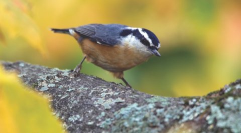 Wild Birds Unlimited - Vancouver