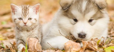 Animal Dermatology Specialists of Vancouver