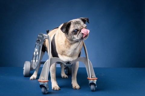 Elderly pug pilots pooch wheelchair designed at BCIT in Burnaby