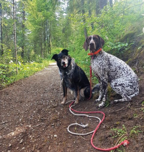 CANINE CONNECTION: The trials of trail etiquette