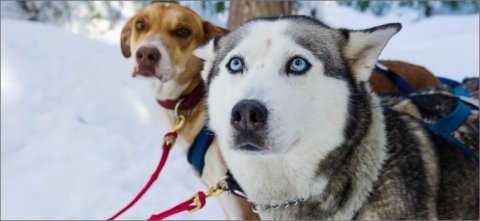 Canadian Wilderness Adventures - Dogsled