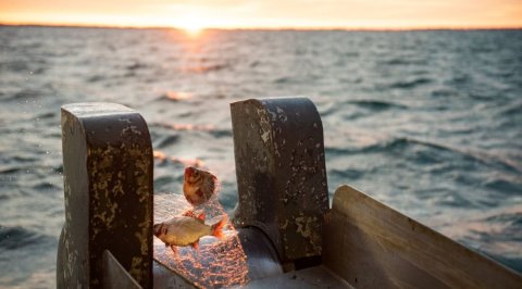 Fisherfolk