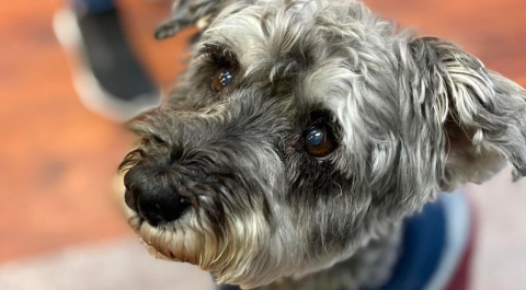 Gibsons Pet Food & Supplies