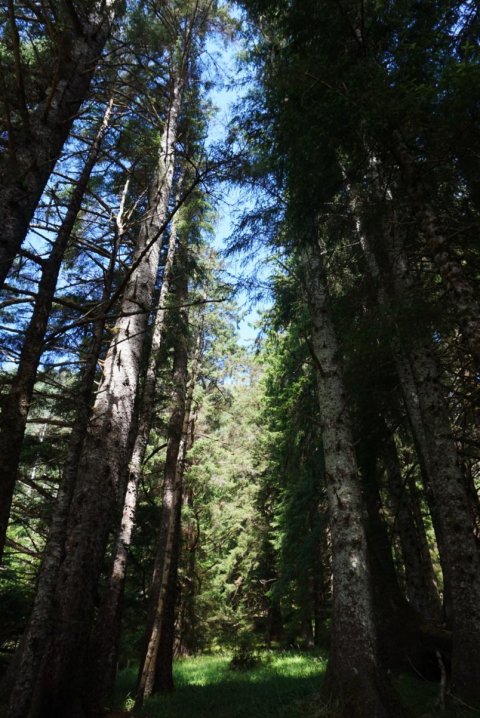 Luxury and eco-wilderness adventures meet in Haida Gwaii