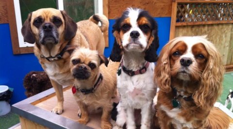 Playful Pups Doggy Daycare