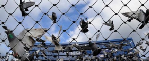 Pigeon Patrol Products & Services