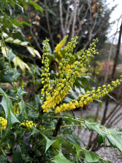 mahonia.jpg