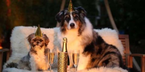 Keeping your pet safe on New Year's Eve takes planning