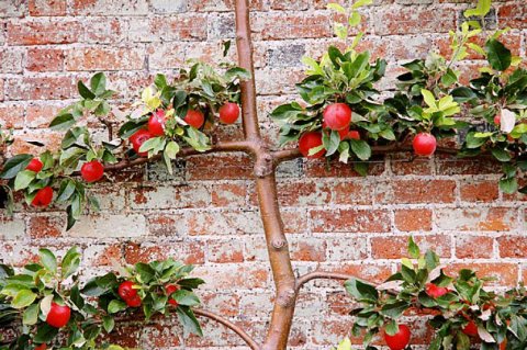 AROUND THE HOUSE: Got fruit trees? Sweet!