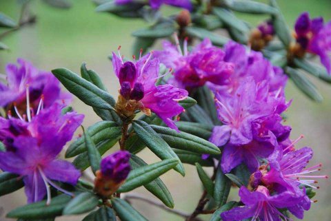 rhododendron-garden.jpg