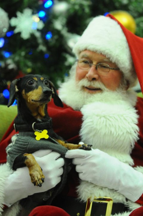 CANINE CONNECTION: Set rules for Christmas party animals